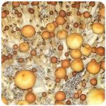 Псилоцибиновые (галлюциногенные)  грибы Psilocybin "Golden Teacher" в Ладушкине