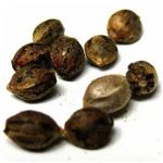 Семена марихуаны АК-47  (Seeds AK-47) в Ладушкине